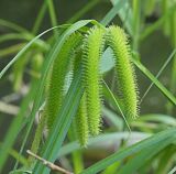 Carex pseudocyperus