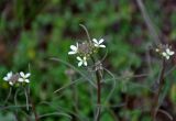 Erysimum leucanthemum. Соцветие. Калмыкия, Яшкульский р-н, окр. пос. Утта, степь. 18.04.2021.