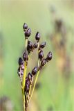 Juncus atrofuscus. Соплодие. Мурманская обл., окр. г. Кандалакша, берег Белого моря, затопляемый валунный приморский луг. 27.07.2020.