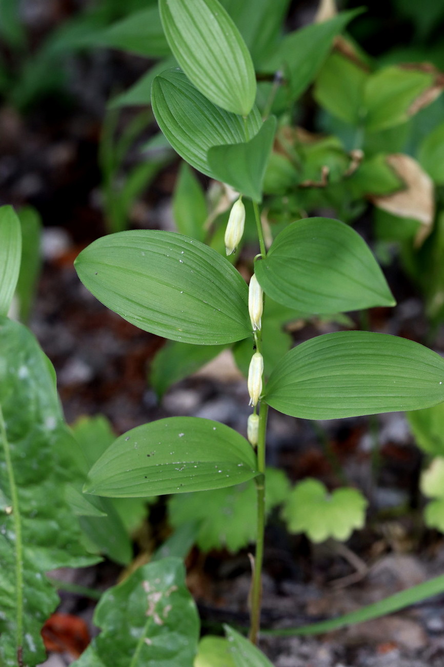 Изображение особи Polygonatum humile.