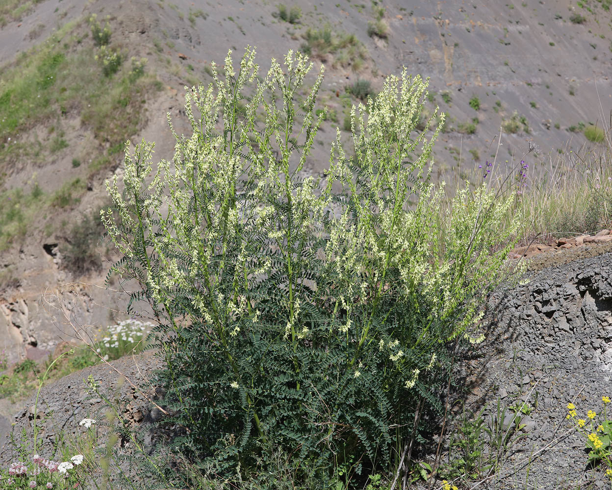 Image of Astragalus galegiformis specimen.