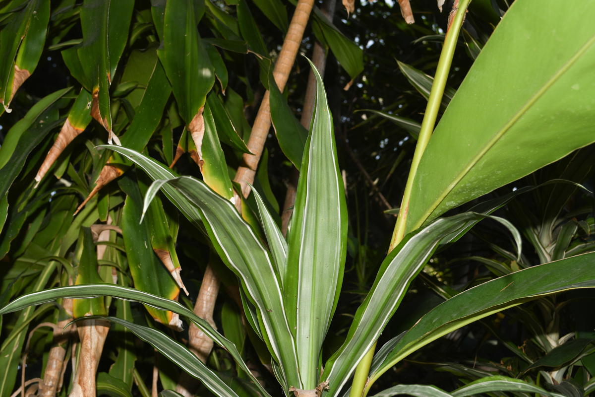 Image of Dracaena reflexa specimen.