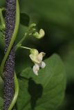 Phaseolus vulgaris. Цветок и бутоны. Томская обл., г. Томск, пос. Заварзино, дачный участок. 07.08.2021.