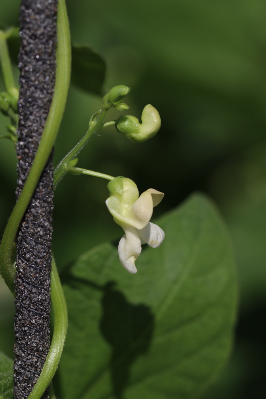 Изображение особи Phaseolus vulgaris.