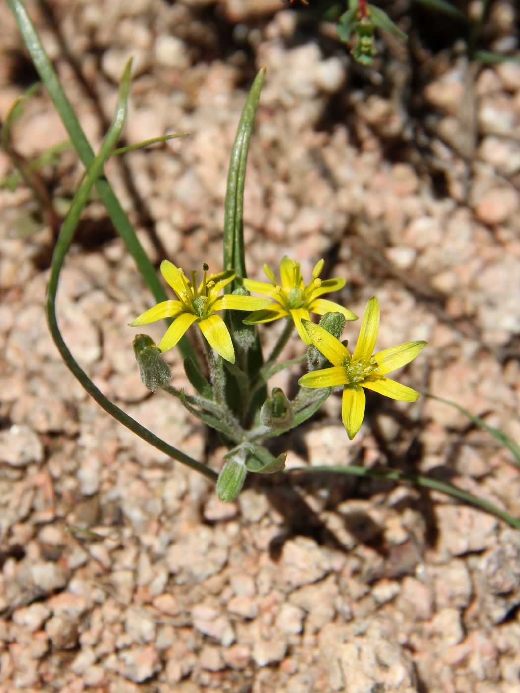 Image of Gagea popovii specimen.