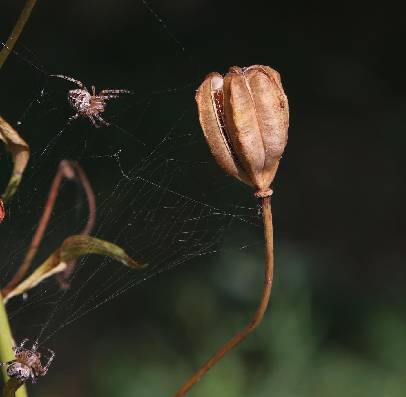 Image of Lilium pilosiusculum specimen.