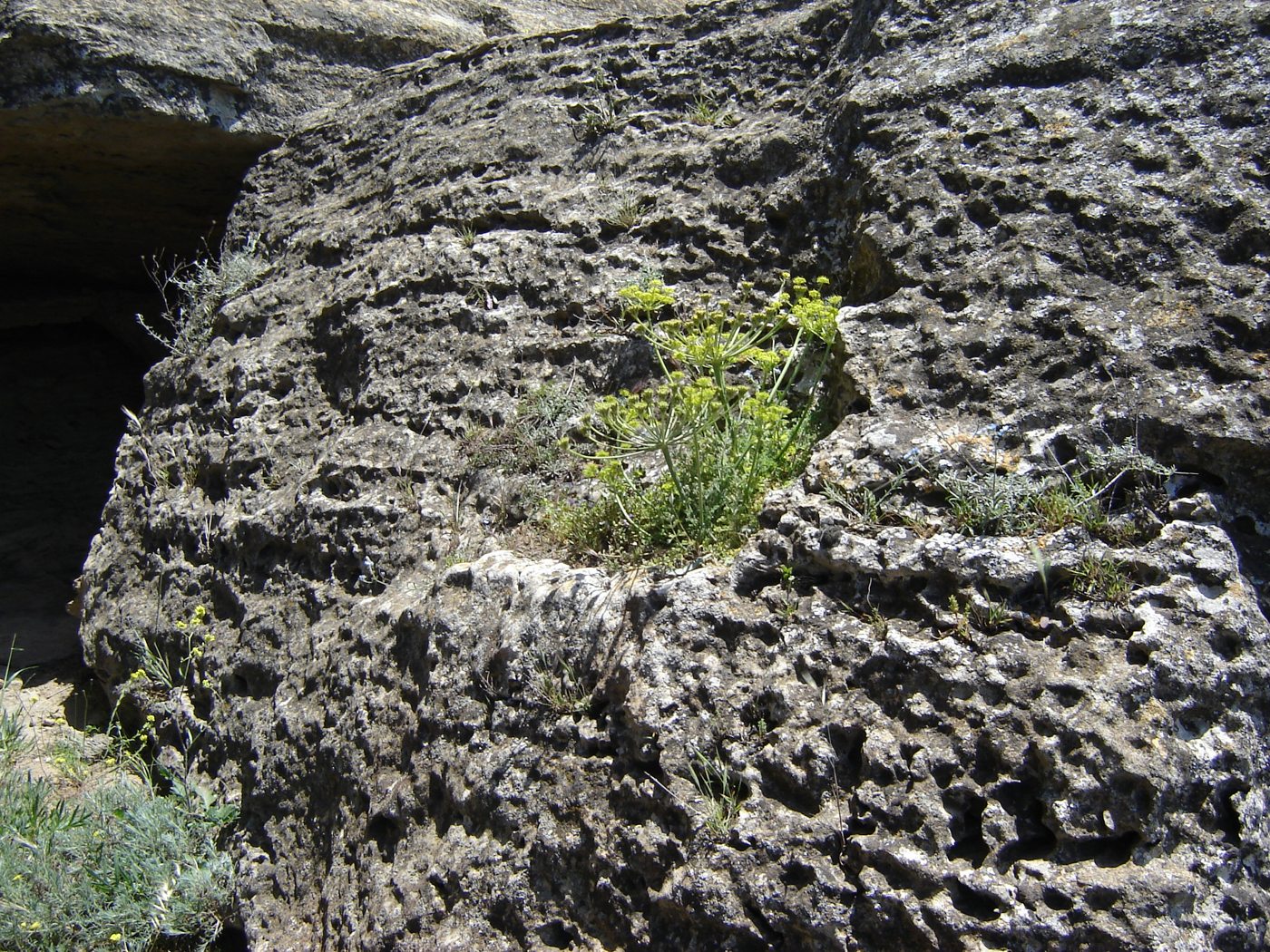 Image of Zosima absinthifolia specimen.