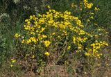 Senecio vernalis