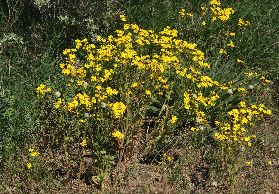 Изображение особи Senecio vernalis.