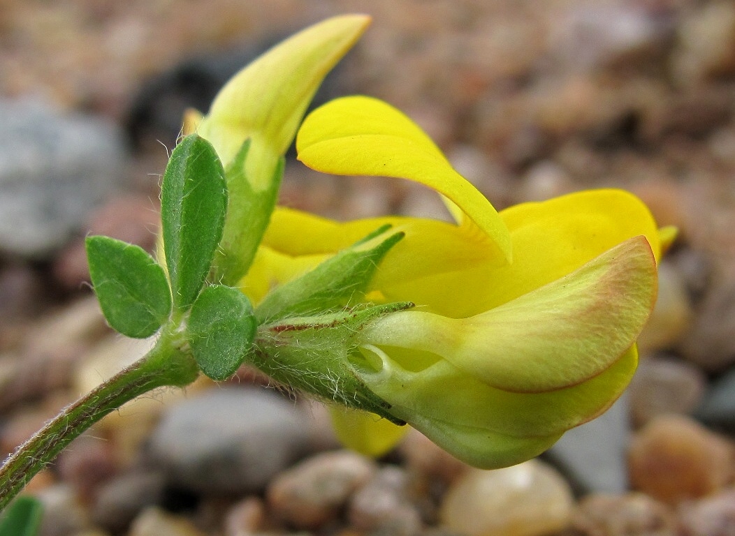 Image of Lotus dvinensis specimen.