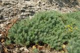 Euphorbia cyparissias. Заросль. Псковская обл., Псковский р-н, окр. погоста Выбуты, борт дол. р. Великая, известняковая осыпь у подошвы обрыва. 29.07.2021.