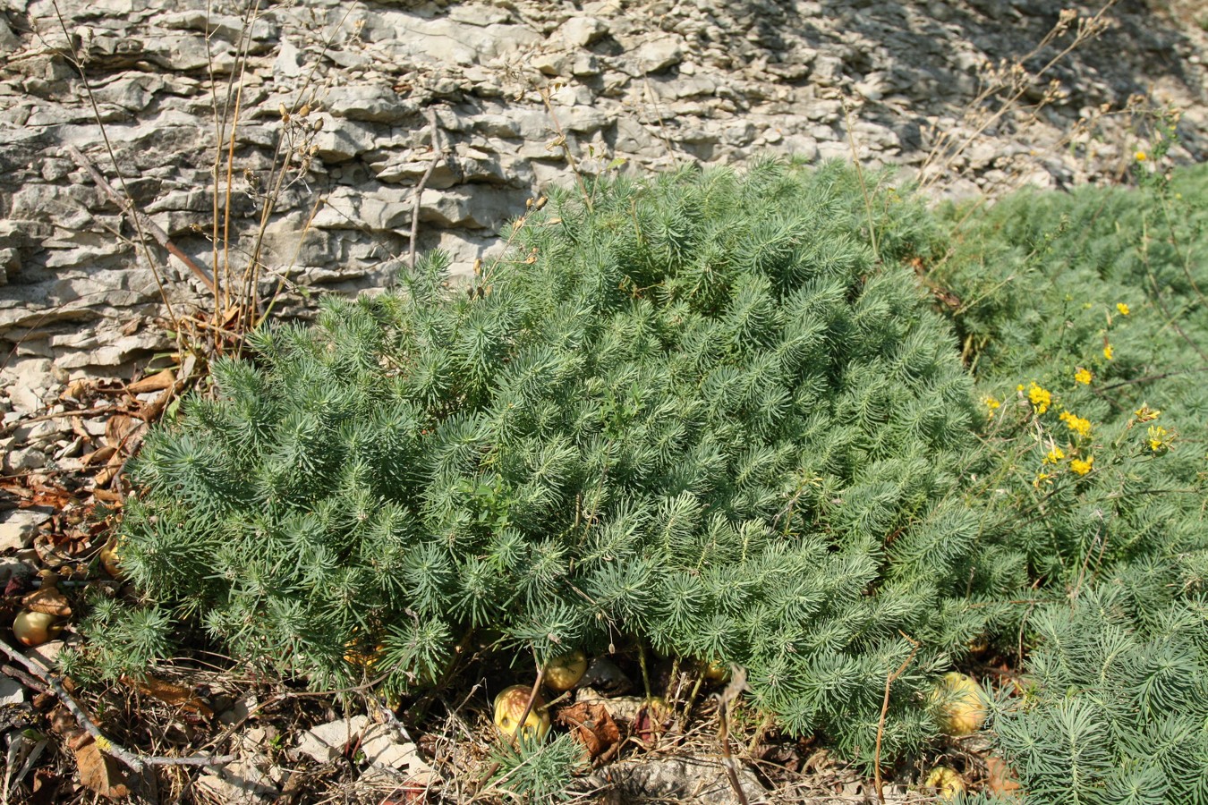 Изображение особи Euphorbia cyparissias.