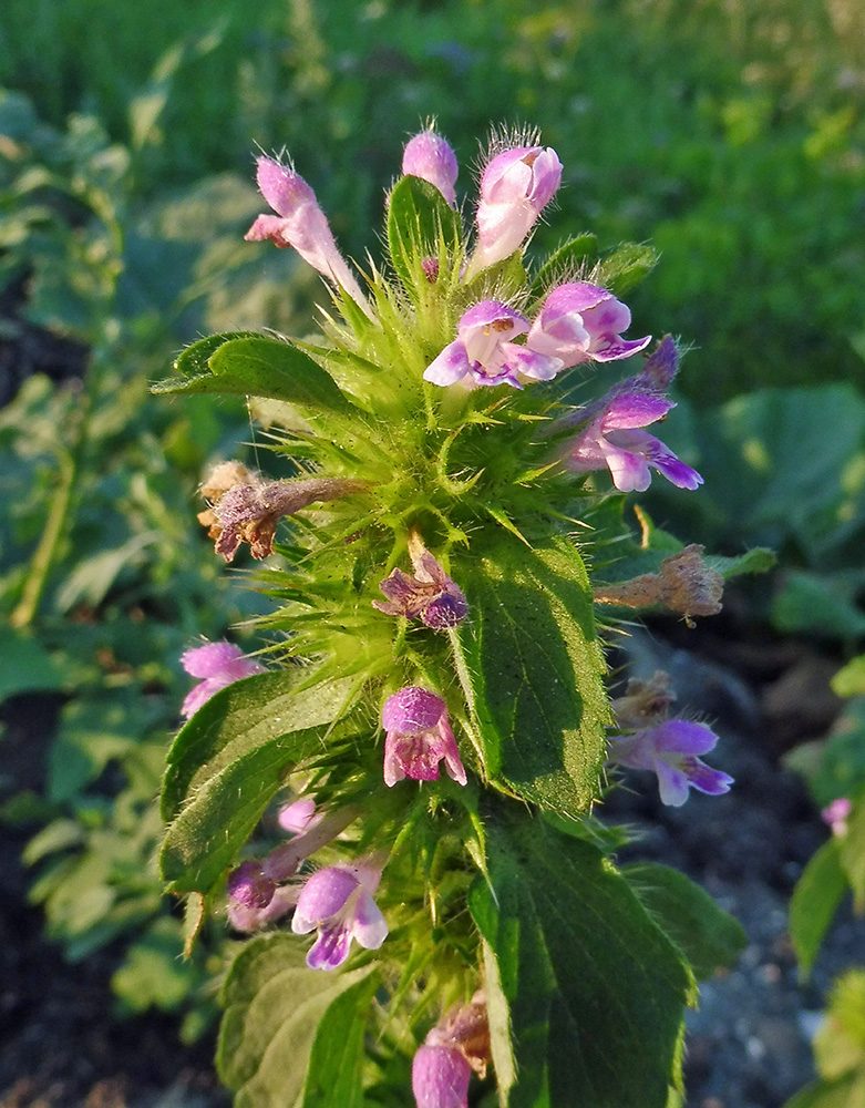 Изображение особи Galeopsis bifida.