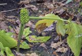 Arisaema komarovii. Плодоносящее растение. Москва, Аптекарский огород, теневой сад, в культуре. 03.09.2021.