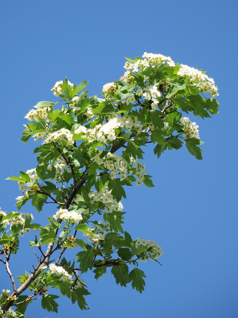 Изображение особи Crataegus almaatensis.