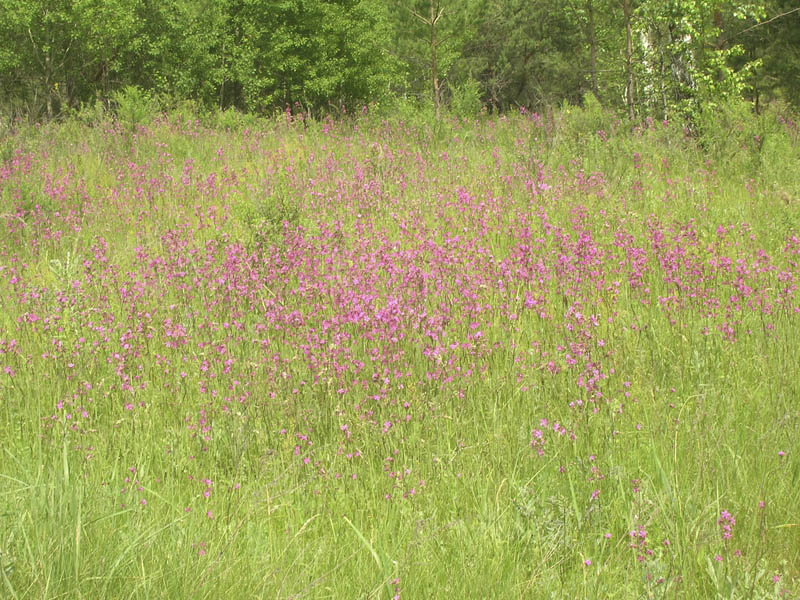 Изображение особи Viscaria vulgaris.