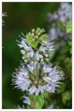 Mentha pulegium