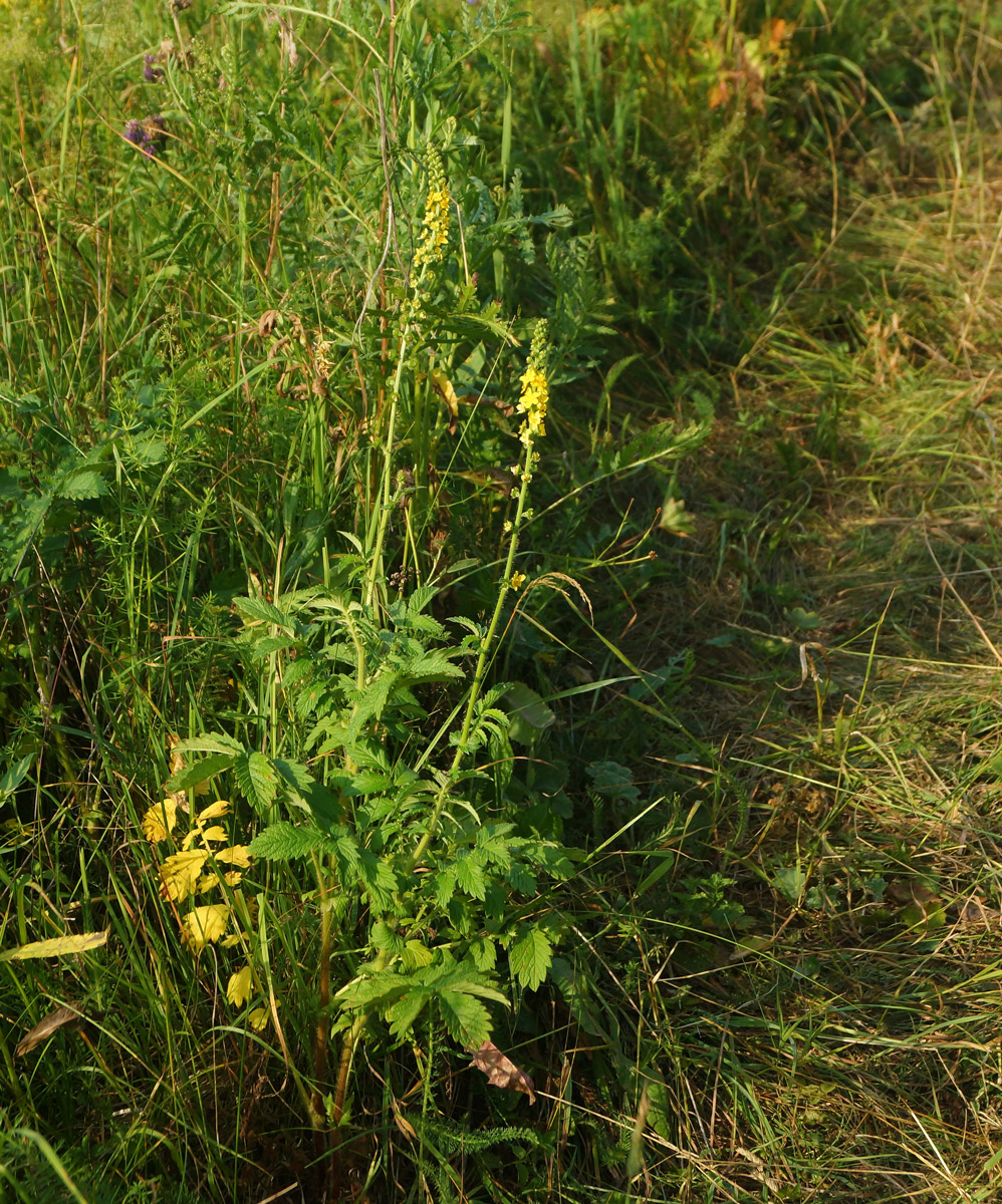 Image of Agrimonia eupatoria specimen.