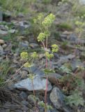 Alchemilla bombycina