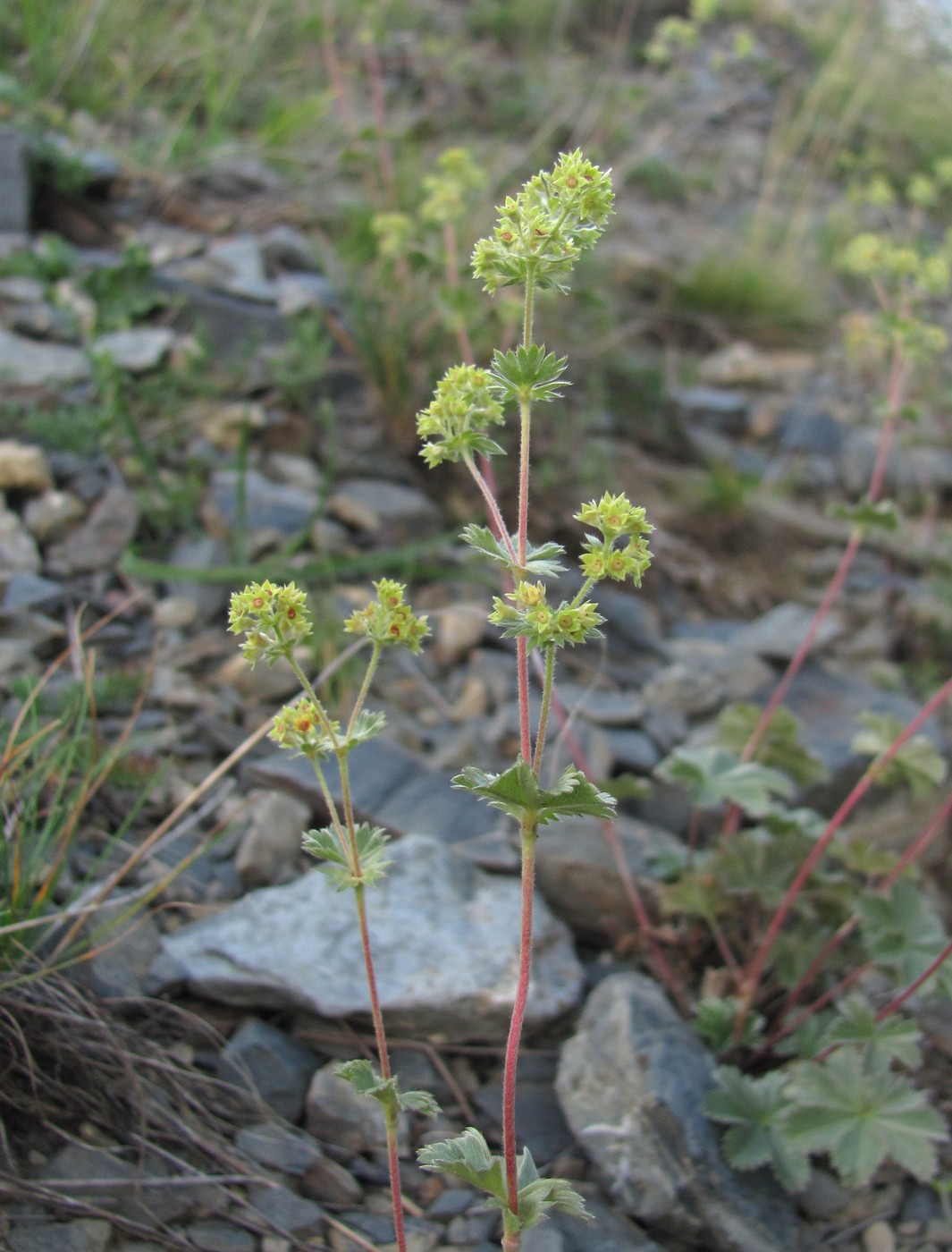 Изображение особи Alchemilla bombycina.