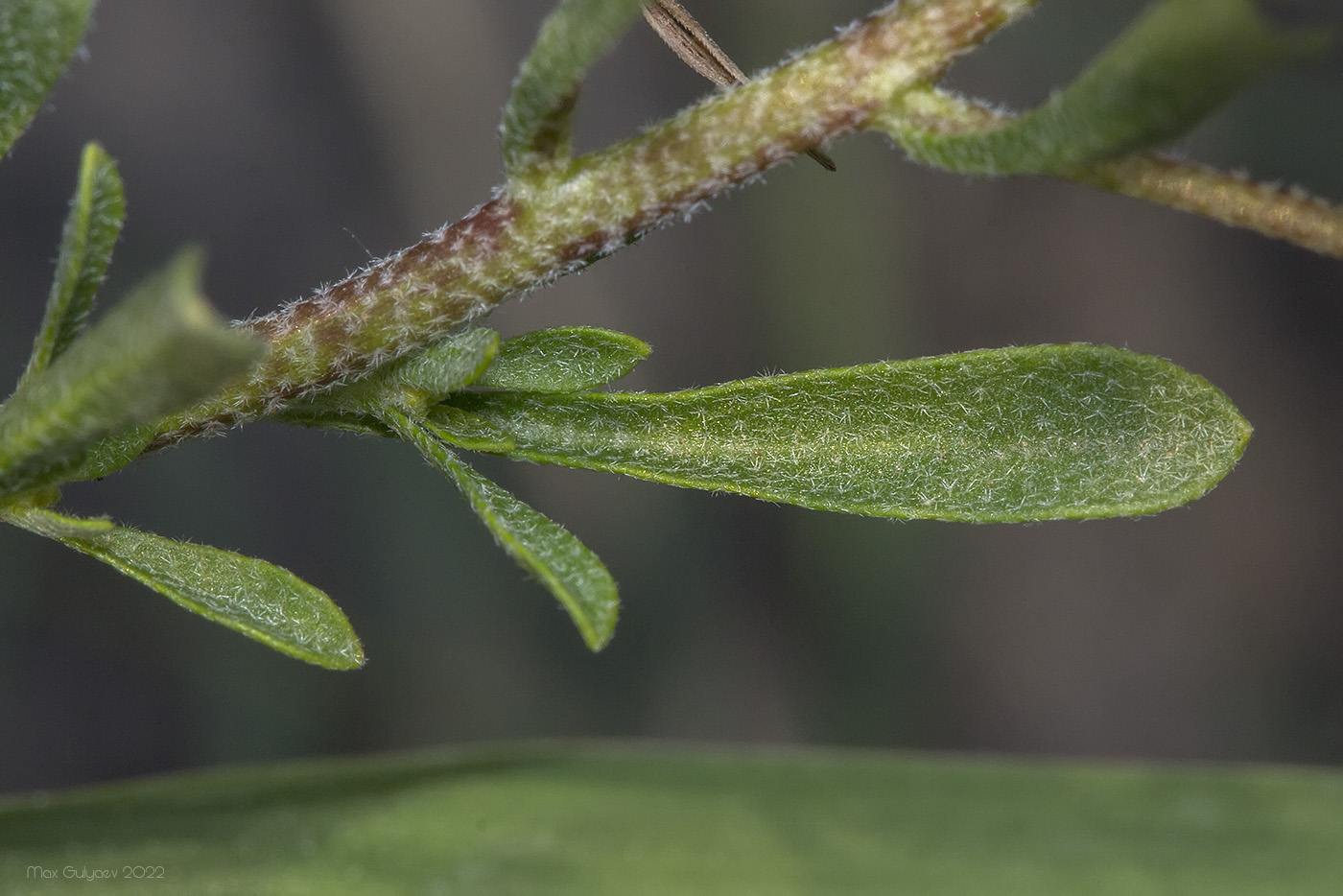 Image of Odontarrhena obtusifolia specimen.