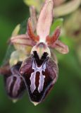 Ophrys mammosa