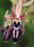 Ophrys mammosa. Цветок. Дагестан, Дербентский р-н, 3 км ЮЗ с. Геджух, луговая степь, среди кустарников. 6 мая 2022 г.