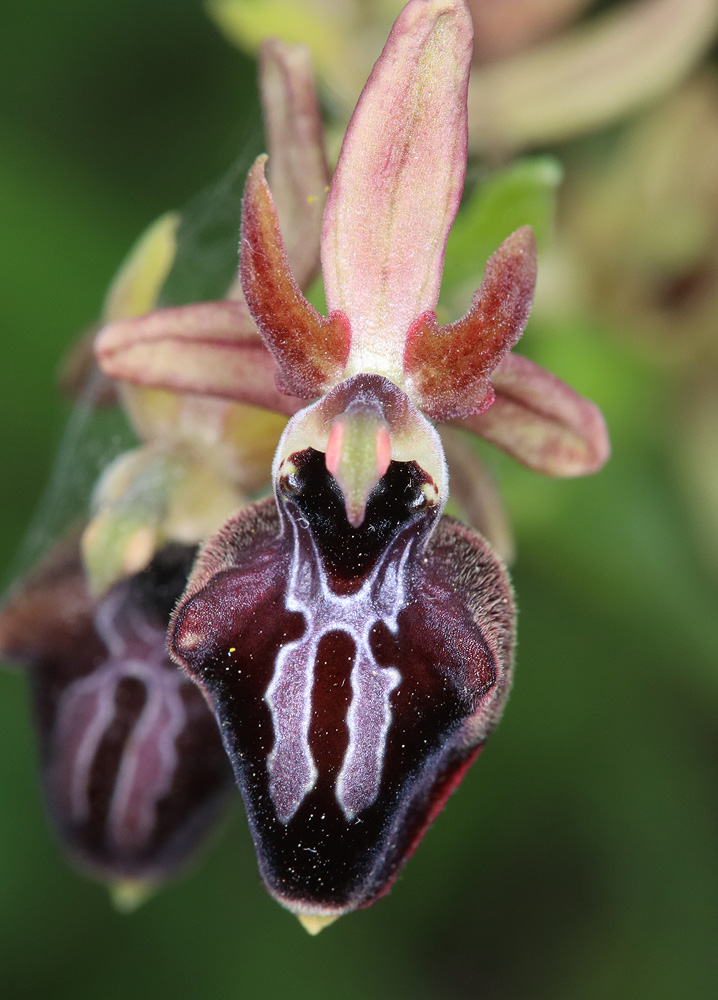 Изображение особи Ophrys mammosa.