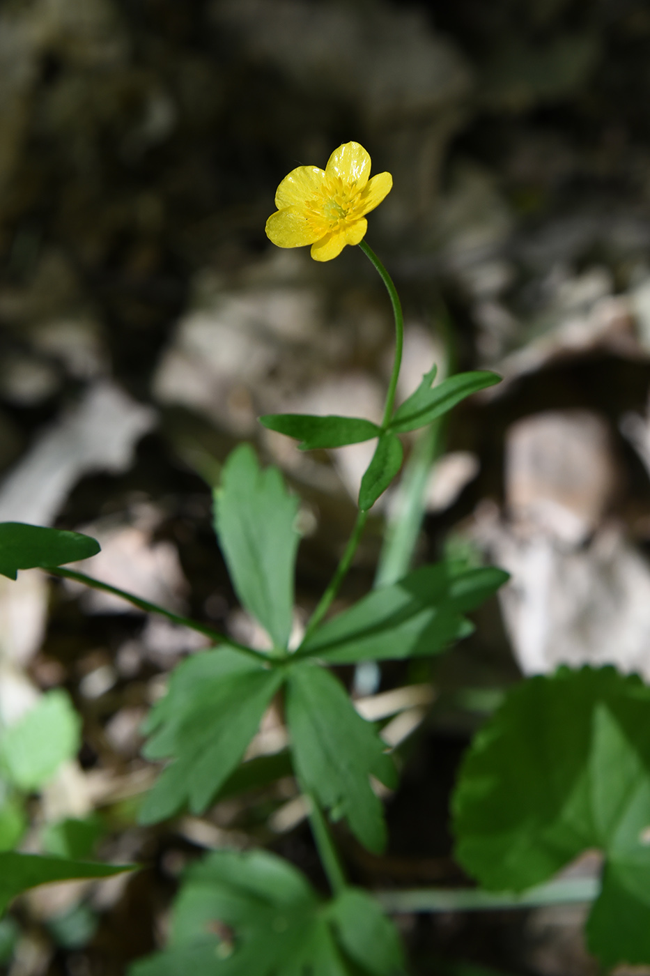 Изображение особи Ranunculus cassubicus.