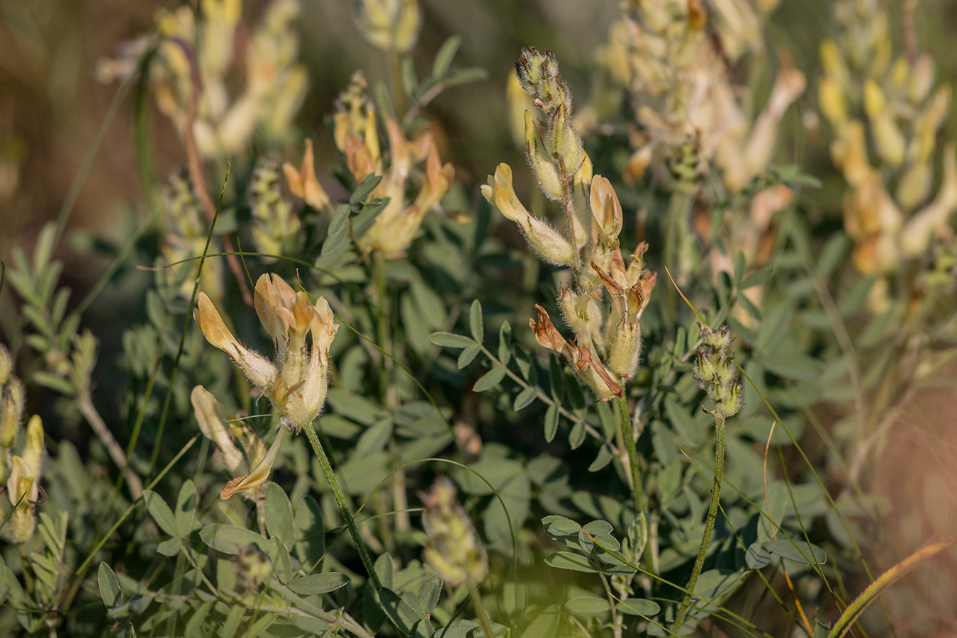 Image of Astragalus albicaulis specimen.