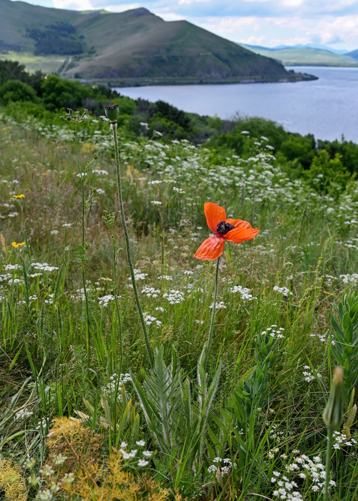 Изображение особи род Papaver.