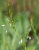 Vicia tetrasperma