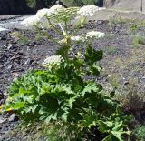 genus Heracleum. Цветущее растение. Республика Дагестан, Ахтынский р-н, с. Гдым, пойма р. Гдымчай. 16.07.2022.