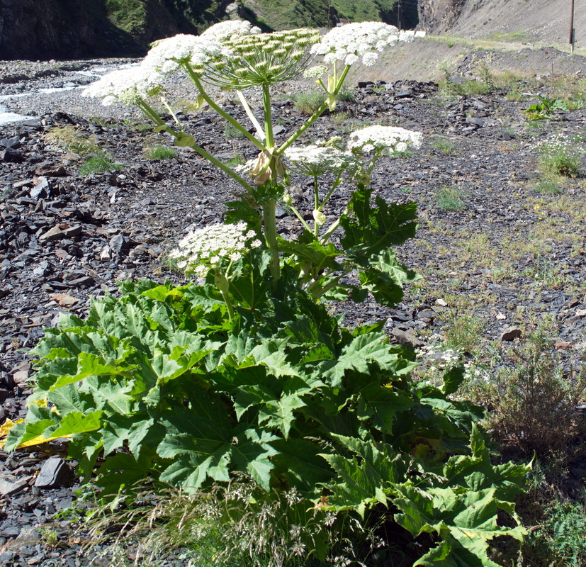 Image of genus Heracleum specimen.