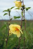 genus Hibiscus. Побег с цветком, бутонами и муравьём. Ботсвана, р-н Кабо, заповедник \"Moremi Game\", окр. пос. Мореми. 12.01.2008.