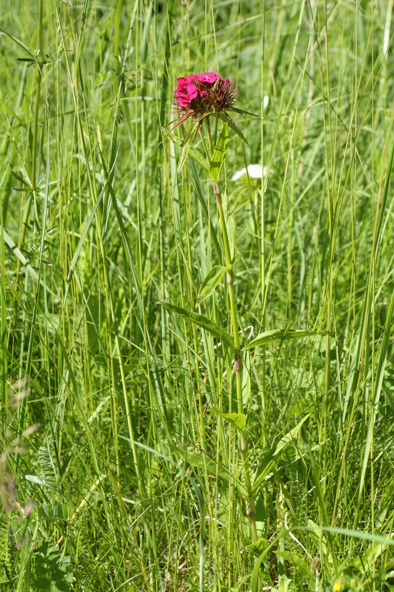 Изображение особи Dianthus barbatus.