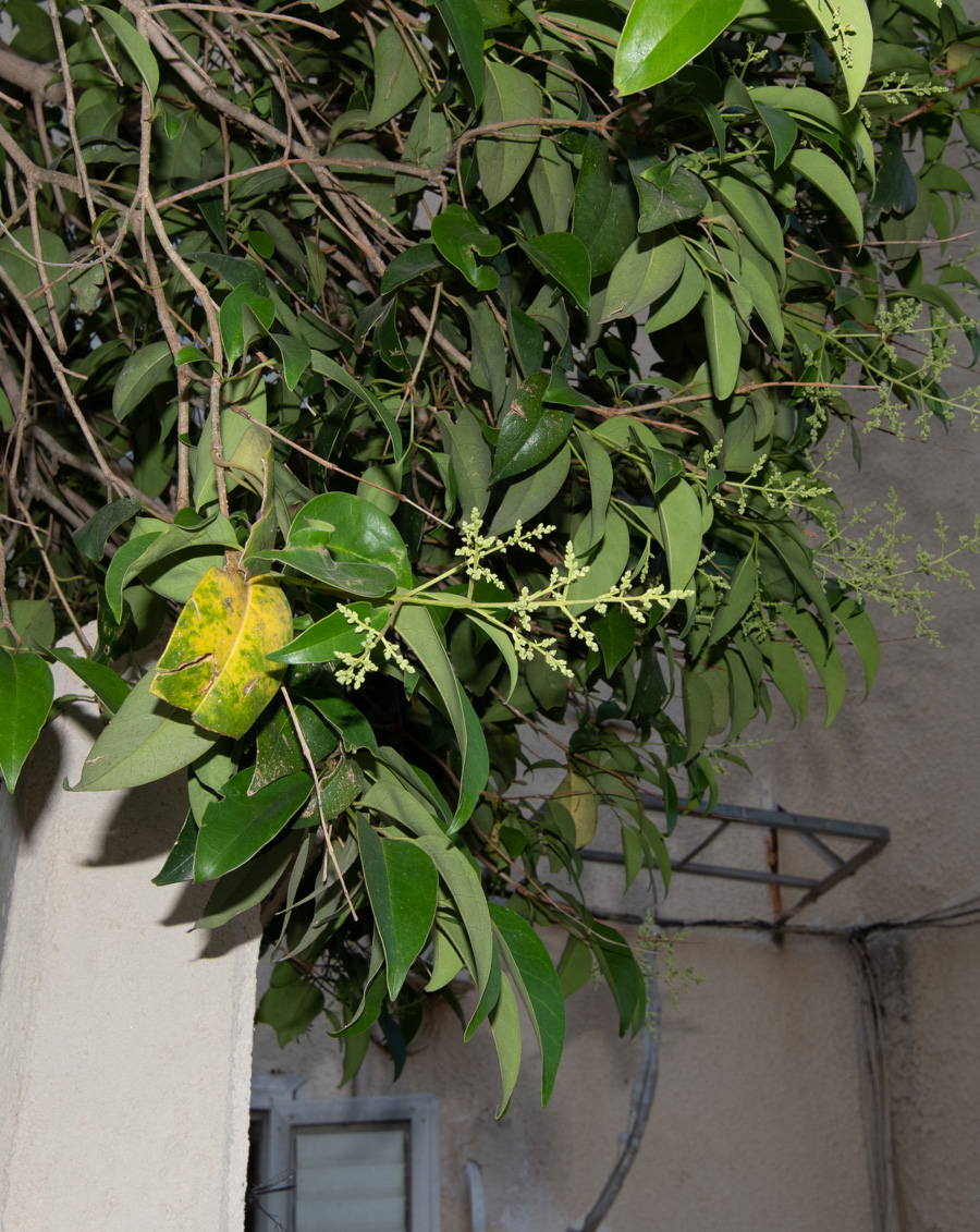 Image of Ligustrum japonicum specimen.