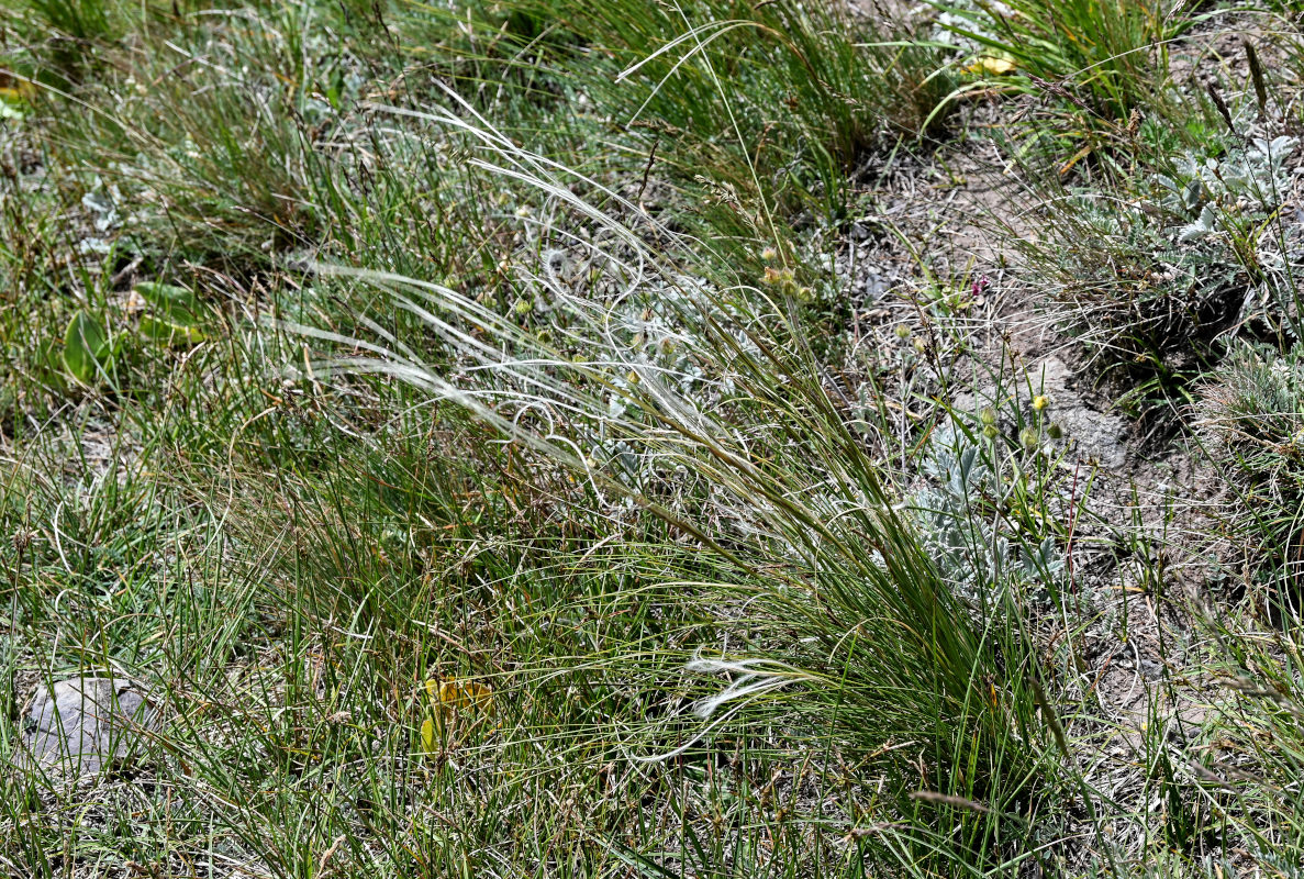 Image of genus Stipa specimen.