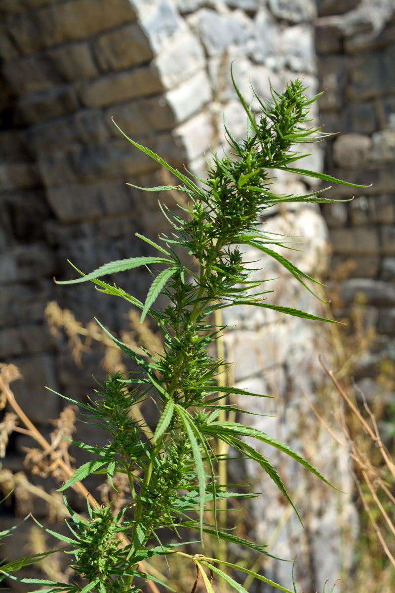 Image of Cannabis sativa var. spontanea specimen.