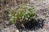 Sedum subulatum