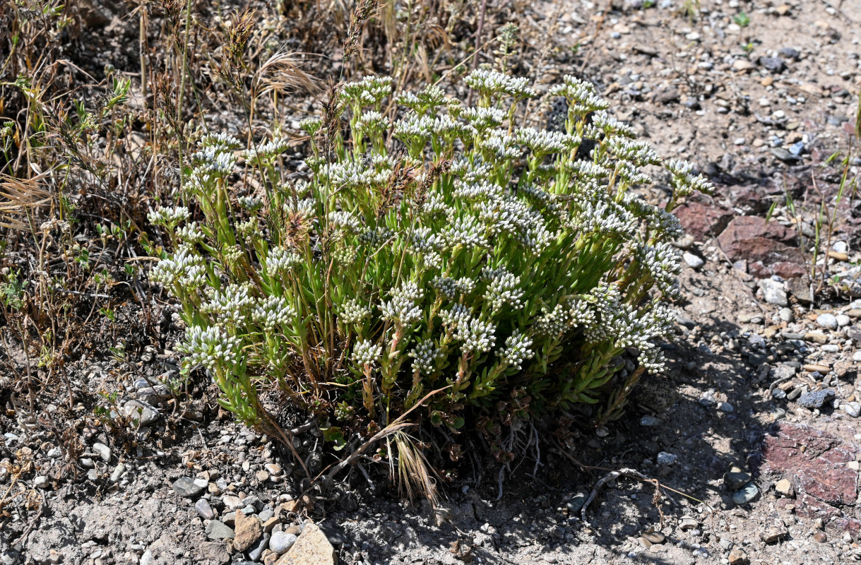 Image of Sedum subulatum specimen.