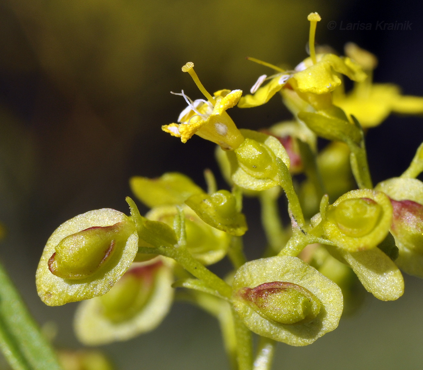 Изображение особи Patrinia rupestris.