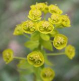 Euphorbia agraria