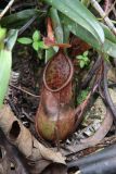 genus Nepenthes. Ловчий кувшинчик. Малайзия, о-в Борнео, штат Сабах, склон горы Трас-Мади, тропический дождевой лес. 23 февраля 2013 г.