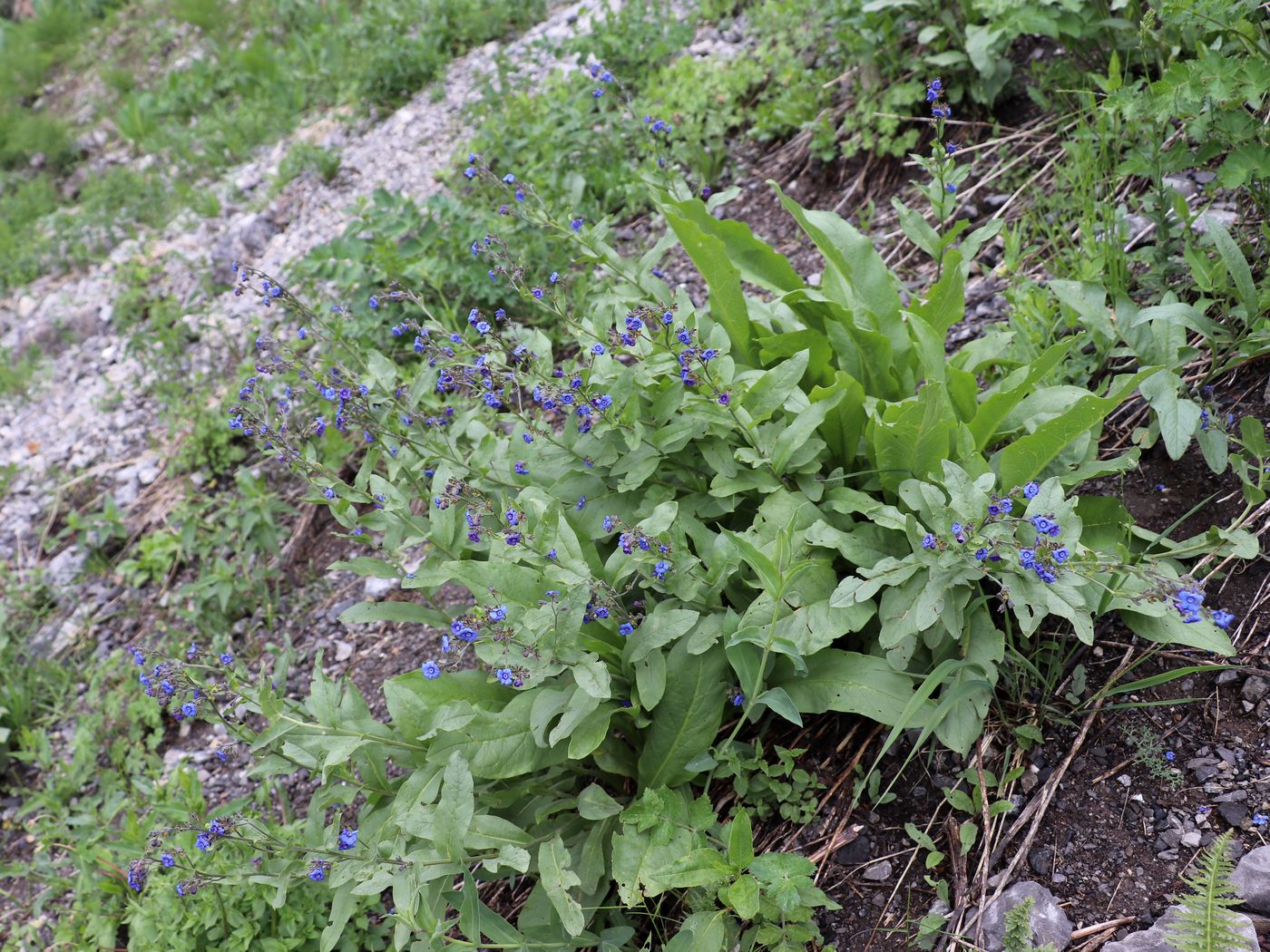 Изображение особи Cynoglossum capusii.