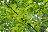 Carpinus cordata