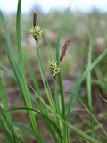 род Carex
