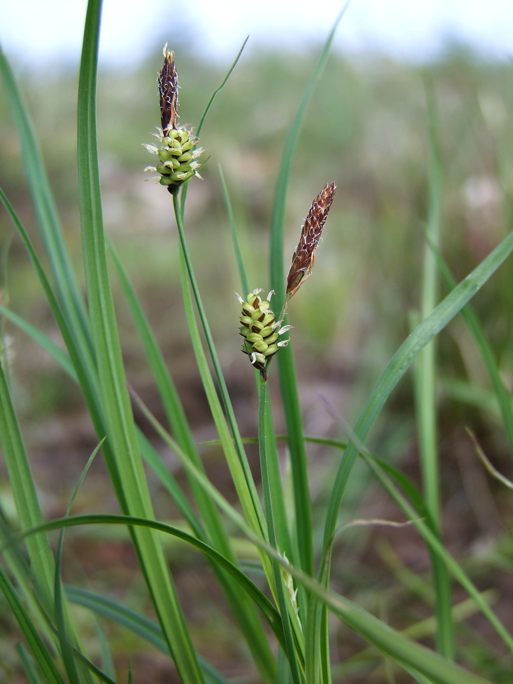 Image of genus Carex specimen.