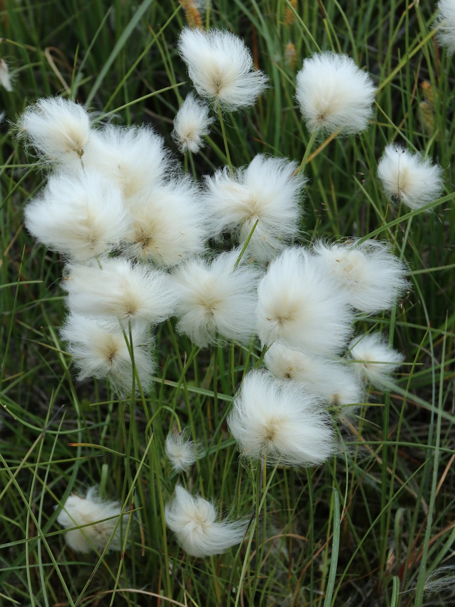 Image of Eriophorum × medium specimen.