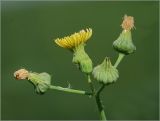 Sonchus oleraceus